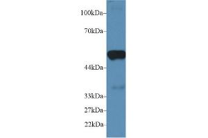 Western Blotting (WB) image for anti-Prostaglandin E Synthase 2 (PTGES2) (AA 144-384) antibody (ABIN1860350)