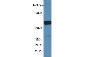 Western Blot; Sample: Mouse Heart lysate; Primary Ab: 2µg/ml Rabbit Anti-Mouse PTGES2 Antibody Second Ab: 0. (PTGES2 抗体  (AA 144-384))
