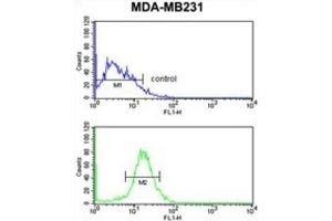 Flow Cytometry (FACS) image for anti-NK3 Homeobox 1 (NKX3-1) antibody (ABIN3003998) (NKX3-1 抗体)