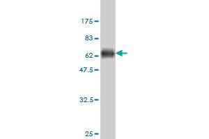 Western Blot detection against Immunogen (57. (Shugoshin 抗体  (AA 1-292))