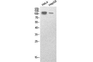 Western Blot (WB) analysis of HeLa, HepG2 cells using SREBP-1 Polyclonal Antibody. (SREBF1 抗体  (Internal Region))