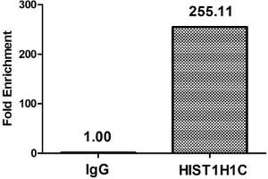 Chromatin Immunoprecipitation Hela (4*10 6 , treated with 30 mM sodium butyrate for 4h) were treated with Micrococcal Nuclease, sonicated, and immunoprecipitated with 8 μg anti-HIST1H1C (ABIN7139207) or a control normal rabbit IgG. (HIST1H1C 抗体  (acLys96))