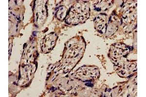 Immunohistochemistry analysis of human placenta tissue using ABIN7163001 at dilution of 1:100 (PEX1 抗体  (AA 927-1283))