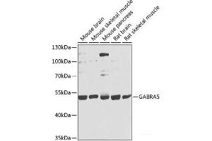 Western blot analysis of extracts of various cell lines using GABRA5 Polyclonal Antibody at dilution of 1:1000. (GABRA5 抗体)