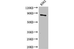 Western Blot Positive WB detected in: K562 whole cell lysate All lanes: CPT1B antibody at 3. (CPT1B 抗体  (AA 165-318))