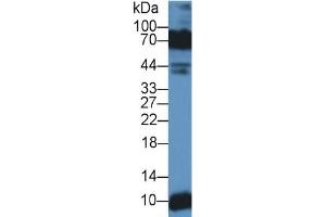 Rabbit Detection antibody from the kit in WB with Positive Control: Sample Human lung lysate. (Decorin ELISA 试剂盒)