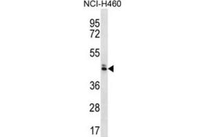 Western Blotting (WB) image for anti-Olfactory Receptor, Family 52, Subfamily N, Member 5 (OR52N5) antibody (ABIN2996692) (OR52N5 抗体)