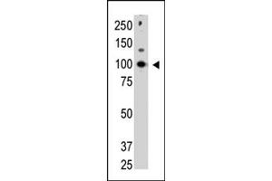 Image no. 1 for anti-Cbl proto-oncogene C (CBLC) (C-Term) antibody (ABIN356779) (CBLC 抗体  (C-Term))