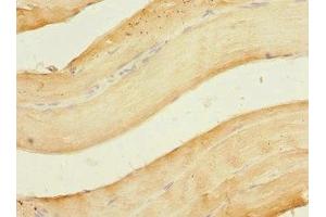 Immunohistochemistry of paraffin-embedded human skeletal muscle tissue using ABIN7162234 at dilution of 1:100 (OGFR 抗体  (AA 1-280))