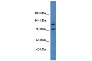 WB Suggested Anti-LONP2 Antibody Titration: 0. (LONP2 抗体  (C-Term))