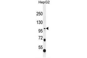 COL21A1 Antibody (N-term) western blot analysis in HepG2 cell line lysates (35µg/lane). (COL21A1 抗体  (Chain alpha 1, N-Term))