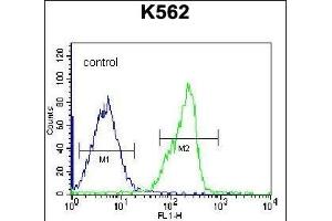 ZN Antibody (N-term) (ABIN656322 and ABIN2845621) flow cytometric analysis of K562 cells (right histogram) compared to a negative control cell (left histogram). (ZNF146 抗体  (N-Term))