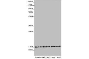 Western blot All lanes: TIMM17B antibody at 1. (TIMM17B 抗体  (AA 1-172))