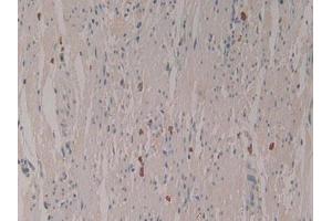 IHC-P analysis of Human Rectum Tissue, with DAB staining. (LEAP2 抗体  (AA 23-76))