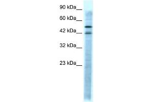 HTR3A antibody (70R-10552) used at 0. (Serotonin Receptor 3A 抗体  (N-Term))