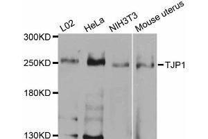 Western blot analysis of extracts of various cell lines, using TJP1 antibody (ABIN5970244) at 1/1000 dilution. (TJP1 抗体)