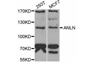 Western blot analysis of extracts of various cell lines, using ANLN antibody (ABIN5973909) at 1/1000 dilution. (Anillin 抗体)