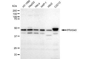 Western blotting analysis using PRAS40 antibody (ABIN7797547).