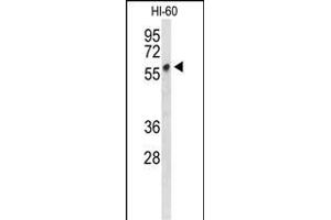 Western blot analysis of PLV Antibody (Center) 9378c in HL-60 cell line lysates (35 μg/lane). (PLVAP 抗体  (AA 214-242))