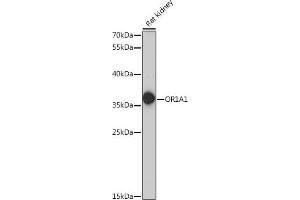 Western blot analysis of extracts of rat kidney, using OR1 antibody (6453) at 1:1000 dilution. (OR1A1 抗体  (AA 1-100))