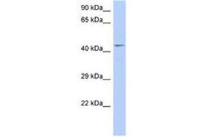 Image no. 1 for anti-TAF7 RNA Polymerase II, TATA Box Binding Protein (TBP)-Associated Factor, 55kDa (TAF7) (C-Term) antibody (ABIN6744414)