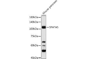 Western blot analysis of extracts of Mouse pancreas, using SP antibody (ABIN7270524) at 1:500 dilution. (SPATA5 抗体)