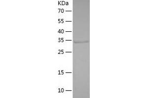 Western Blotting (WB) image for Methionyl Aminopeptidase Type 1D (Mitochondrial) (METAP1D) (AA 20-335) protein (His tag) (ABIN7123935) (MAP1D Protein (AA 20-335) (His tag))