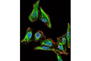 Image no. 2 for anti-Maternal Embryonic Leucine Zipper Kinase (MELK) antibody (ABIN1491623) (MELK 抗体)