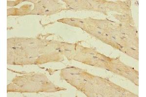 Immunohistochemistry of paraffin-embedded human skeletal muscle tissue using ABIN7160510 at dilution of 1:100 (MYORG/KIAA1161 抗体  (AA 101-300))