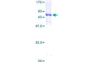 PPARD Protein (AA 1-361) (GST tag)