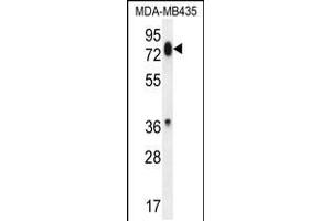 Western blot analysis in MDA-MB435 cell line lysates (35ug/lane). (PCDHB13 抗体  (AA 273-300))