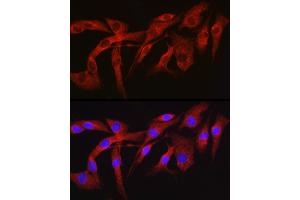 Immunofluorescence (IF) image for anti-Furin (Paired Basic Amino Acid Cleaving Enzyme) (FURIN) (AA 120-370) antibody (ABIN6140815)