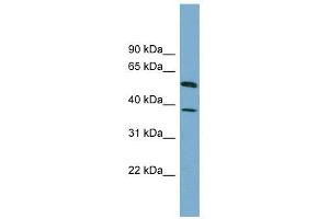 HEPACAM antibody used at 1 ug/ml to detect target protein. (HEPACAM 抗体  (N-Term))