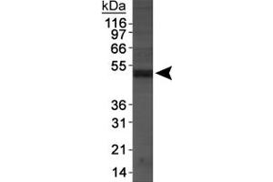 Western blot analysis of Napepld in DU145 cell extracts using Napepld polyclonal antibody . (NAPEPLD 抗体  (AA 1-100))
