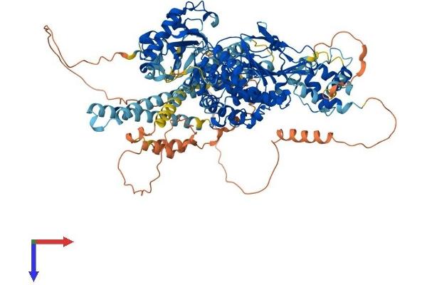 MICAL1 Protein (AA 1-1048) (His tag)