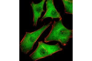 Fluorescent image of Hela cells stained with PSMD10 Antibody . (PSMD10 抗体  (AA 43-76))
