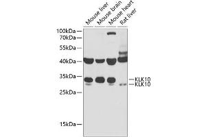 Western blot analysis of extracts of various cell lines, using KLK10 antibody (ABIN6142943) at 1:1000 dilution. (Kallikrein 10 抗体  (AA 35-276))