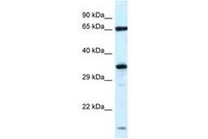 Image no. 1 for anti-Kelch-Like 12 (Drosophila) (KLHL12) (N-Term) antibody (ABIN6747433) (KLHL12 抗体  (N-Term))