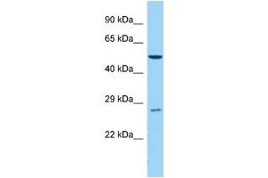 Host:  Rabbit  Target Name:  Cyp4b1  Sample Type:  Mouse Testis lysates  Antibody Dilution:  1. (CYP4B1 抗体  (C-Term))