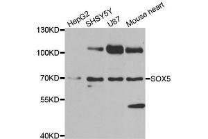 Western blot analysis of extracts of various cell lines, using SOX5 antibody. (SOX5 抗体)
