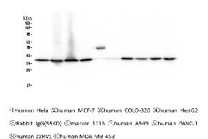 Western blot analysis of APE1 using anti-APE1 antibody . (APEX1 抗体  (AA 2-318))