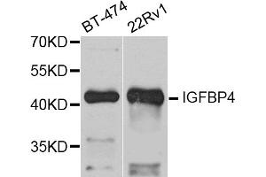 Western blot analysis of extracts of various cell lines, using IGFBP4 antibody (ABIN5971049) at 1/1000 dilution. (IGFBP4 抗体)