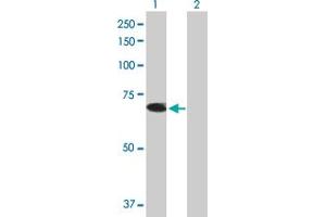 Western Blot analysis of TRIM26 expression in transfected 293T cell line by TRIM26 MaxPab polyclonal antibody. (TRIM26 抗体  (AA 1-539))