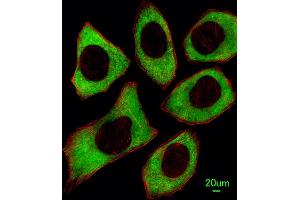 Immunofluorescent analysis of  cells, using PTPN6 Antibody (Center) (ABIN1882123 and ABIN2839434).