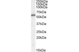 Western Blotting (WB) image for anti-Neurotrophin 4 (NTF4) (AA 137-149) antibody (ABIN343013) (Neurotrophin 4 抗体  (AA 137-149))