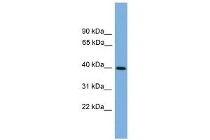 ITLN2 antibody used at 1 ug/ml to detect target protein. (ITLN2 抗体  (Middle Region))