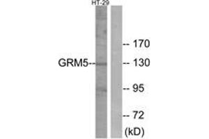 Western blot analysis of extracts from HT-29 cells, using GRM5 Antibody. (Metabotropic Glutamate Receptor 5 抗体  (AA 21-70))