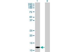 Western Blot analysis of MTPN expression in transfected 293T cell line by MTPN MaxPab polyclonal antibody. (MTPN 抗体  (AA 1-118))