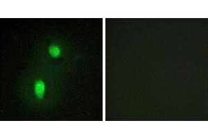 Peptide - +Immunofluorescence analysis of HUVEC cells, using hnRNP C1/C2 antibody. (HNRNPC 抗体  (Internal Region))