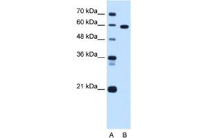 T-Box 15 antibody  (C-Term)